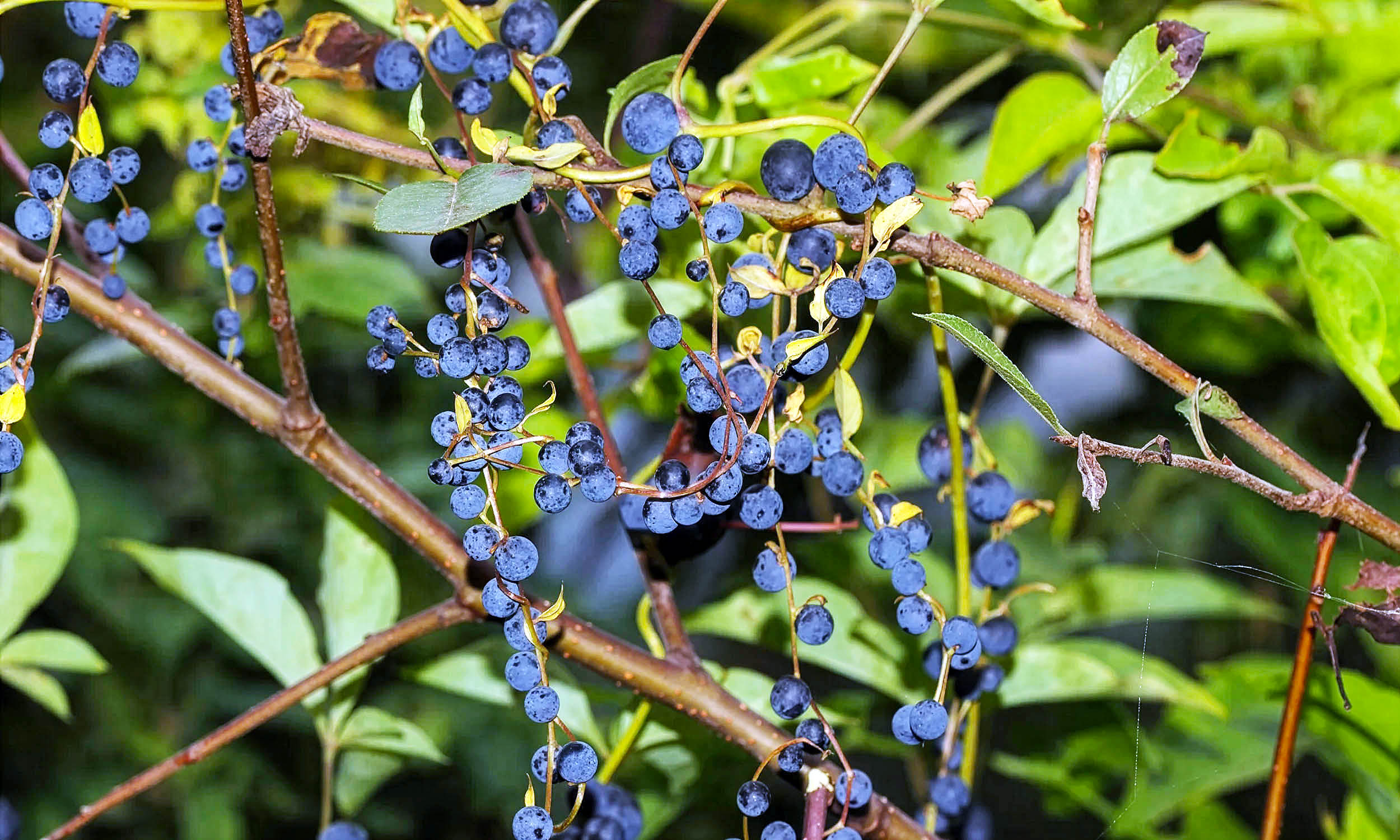 Some plants make fake berries to trick birds into helping them
