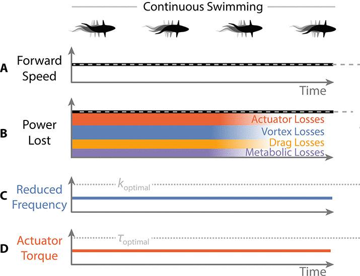 Is intermittent swimming lazy or clever? | Science Robotics