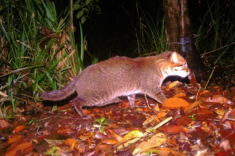 7 hopeful wildlife sightings that researchers celebrated in 2025