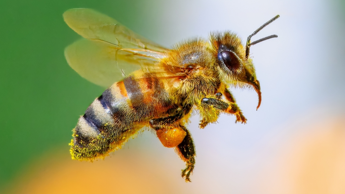 Bees May Tell Us if We Can Use Math to Talk to Aliens : ScienceAlert