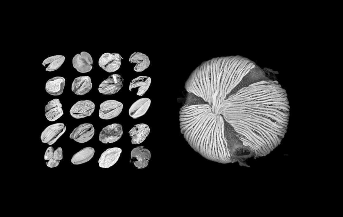 Modern Computational Tools May Open a New Era for Fossil Pollen Research