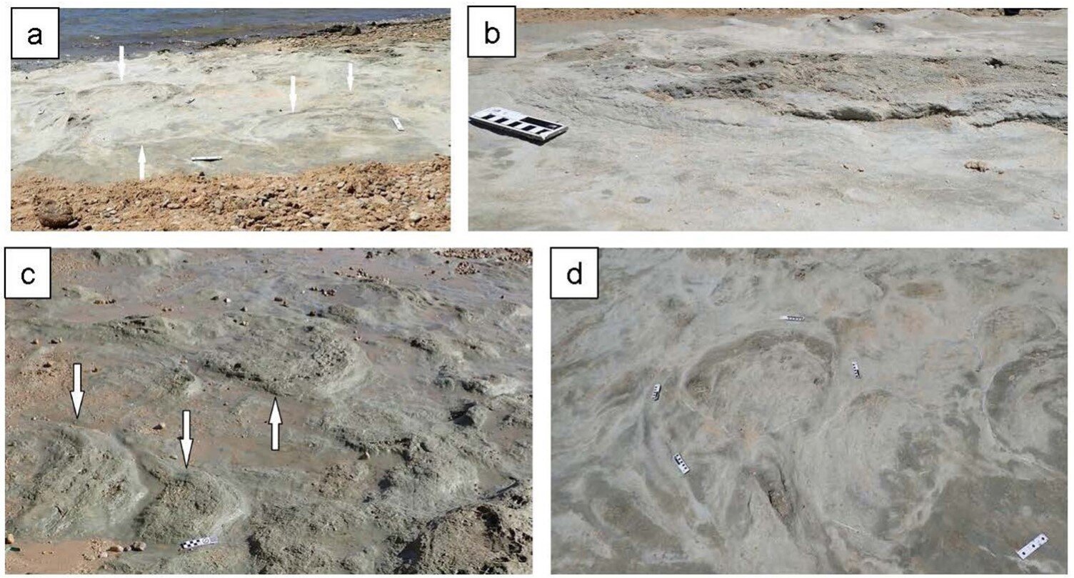 Fossil hunters uncover 132-million-year-old dinosaur footprints on South Africa's coast