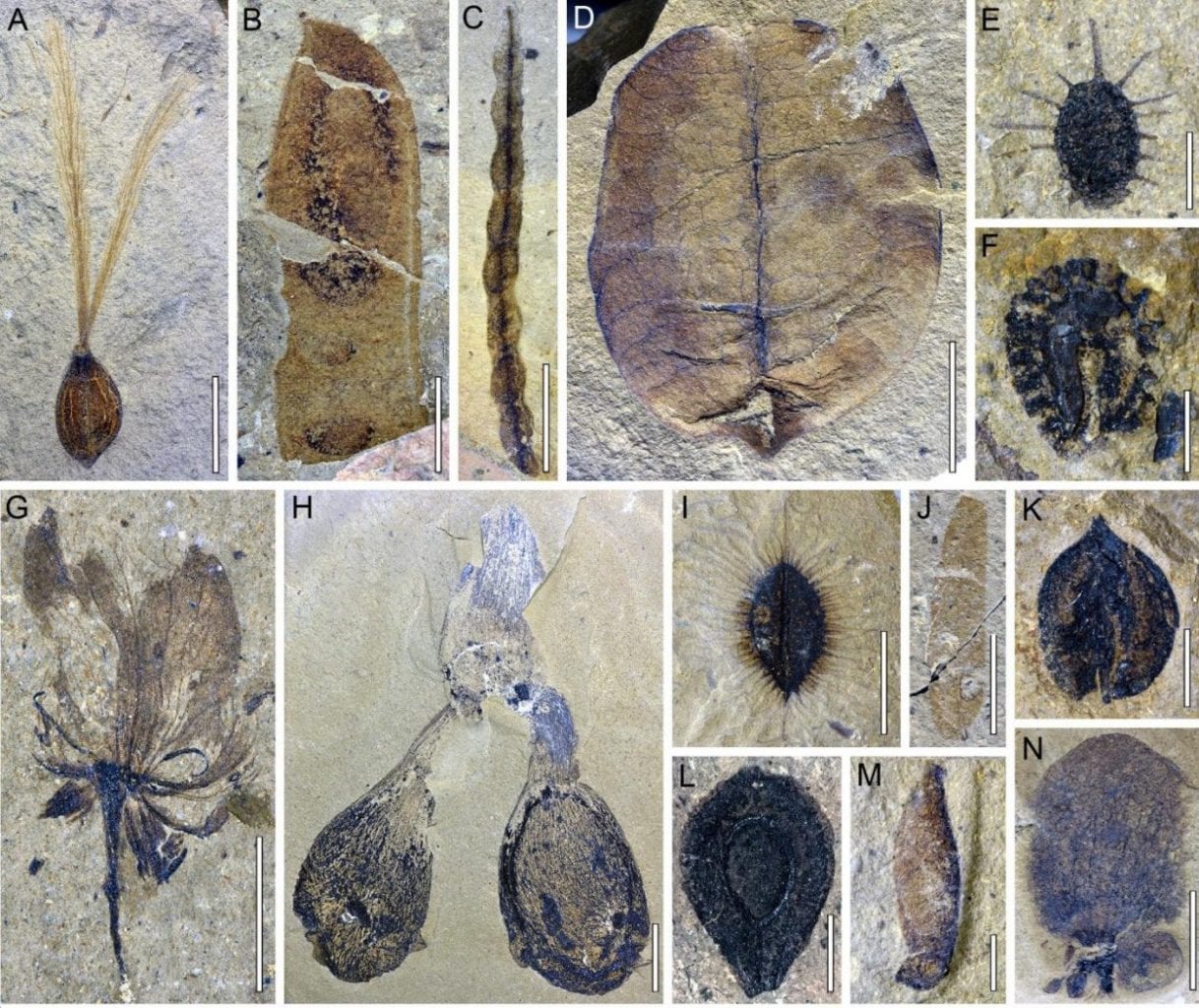 Newly Discovered Fossils Prove ‘Shangri-La’-Like Ecosystem in Central Tibet