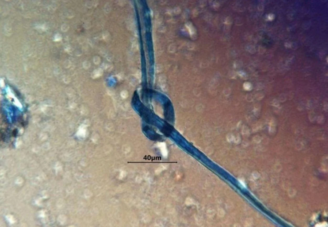 Maya sacrificial victims found in the ‘Midnight Terror Cave’ may have been gagged