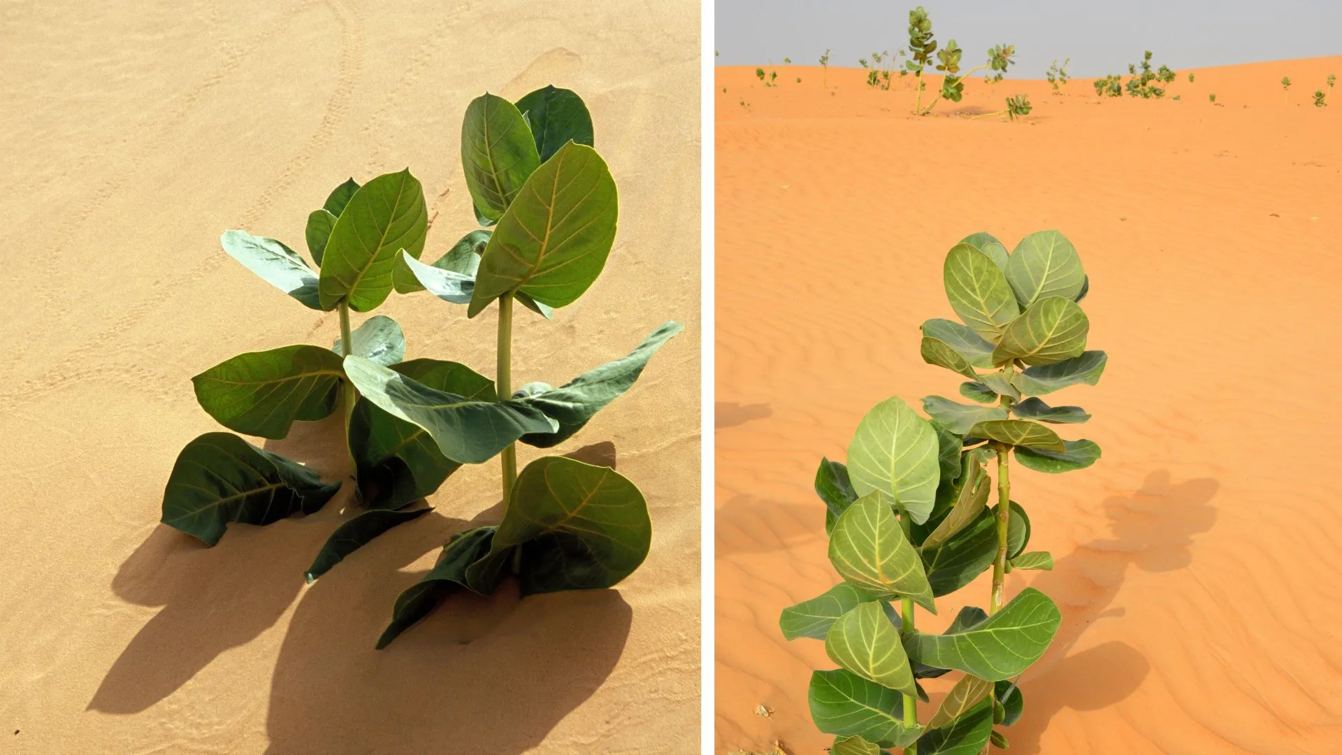 China grows military-grade, high-performance rubber in Gobi Desert