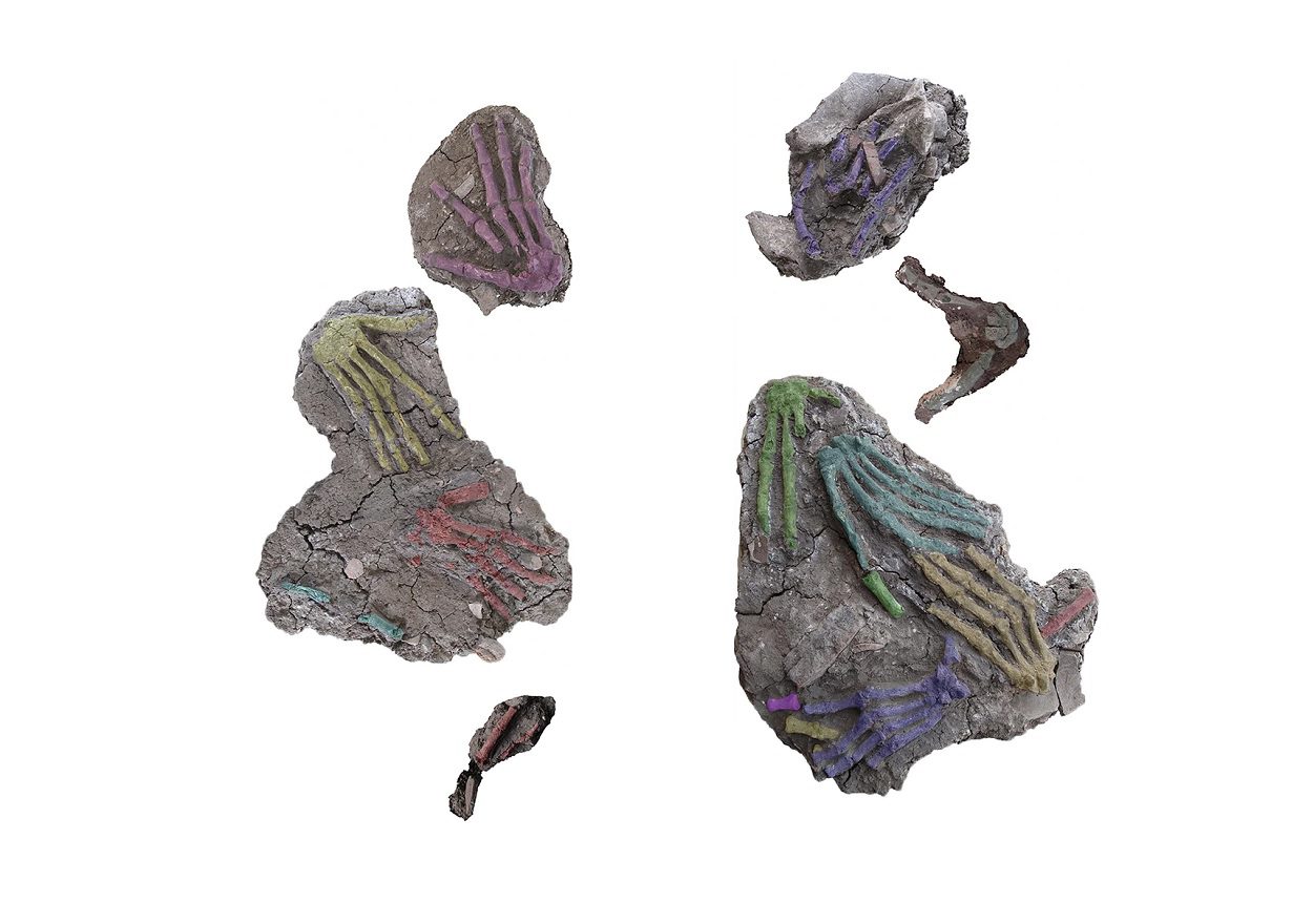 Study shows osteological evidence of severed hands in Ancient Egypt