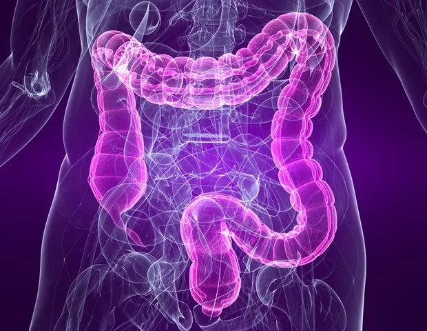 Obesity study reveals gut fat’s unique inflammatory role and immune cell richness