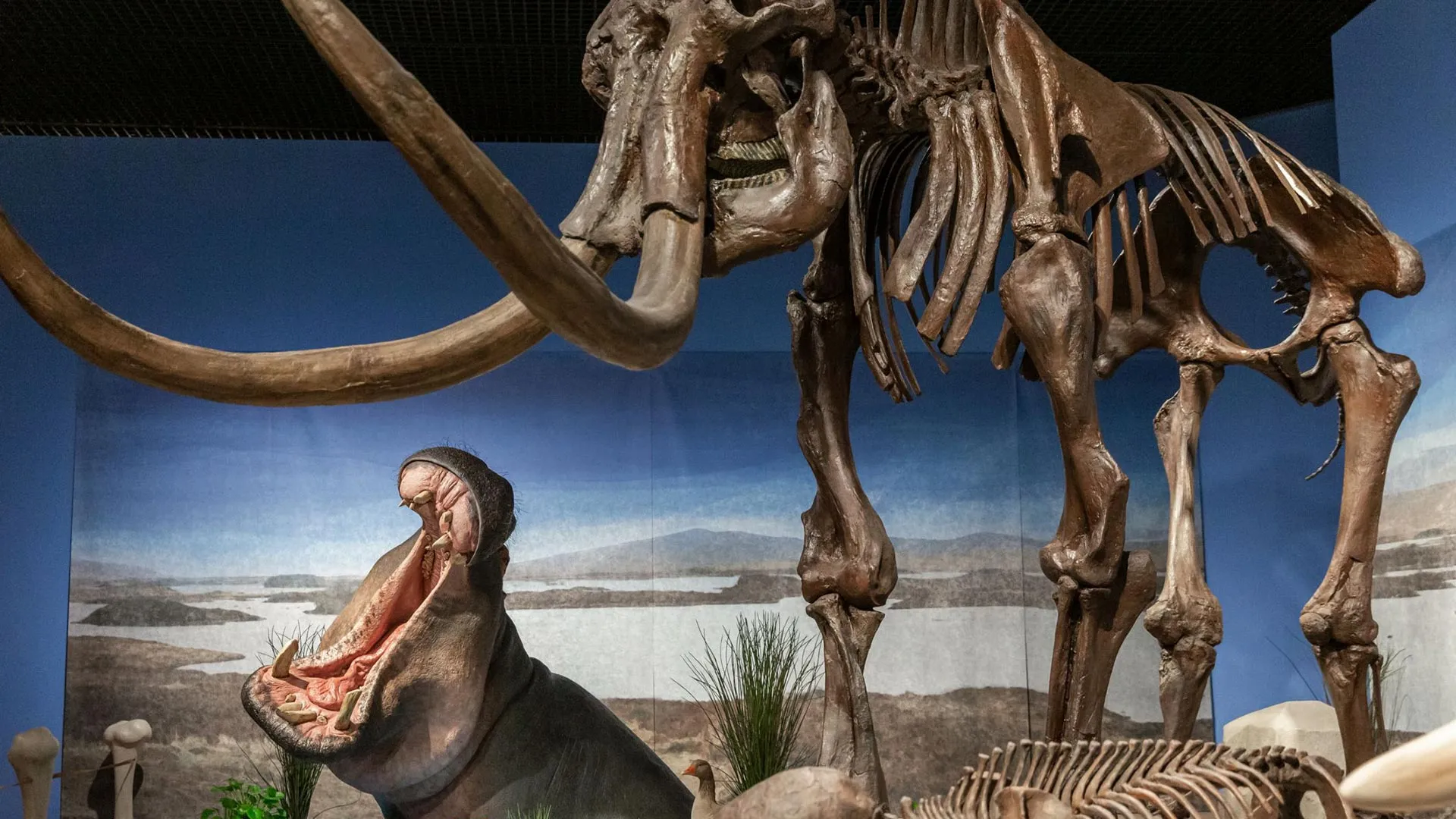 Hippos once roamed frozen Germany with mammoths