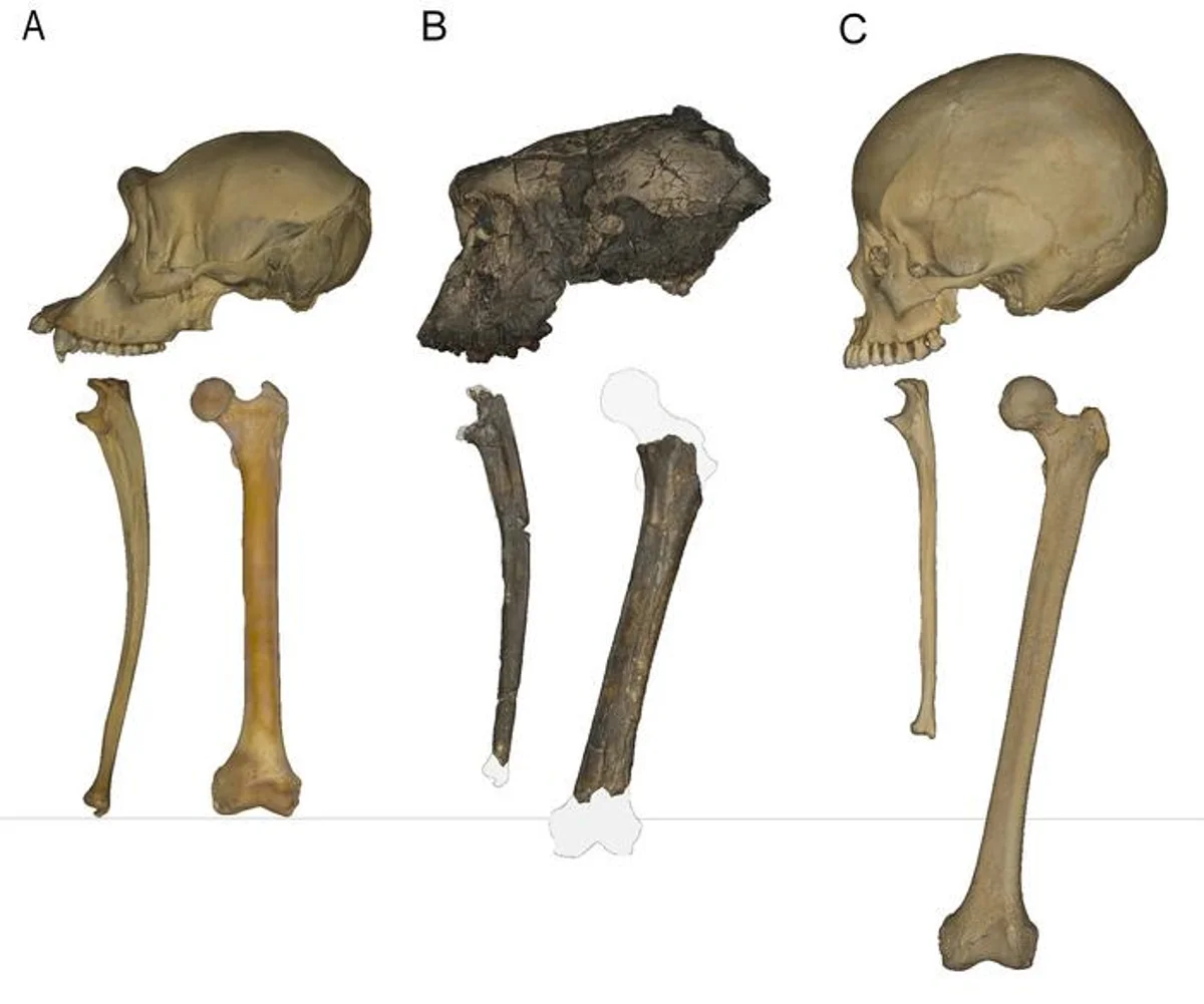 Earliest Human Ancestor May Have Walked on Two Legs