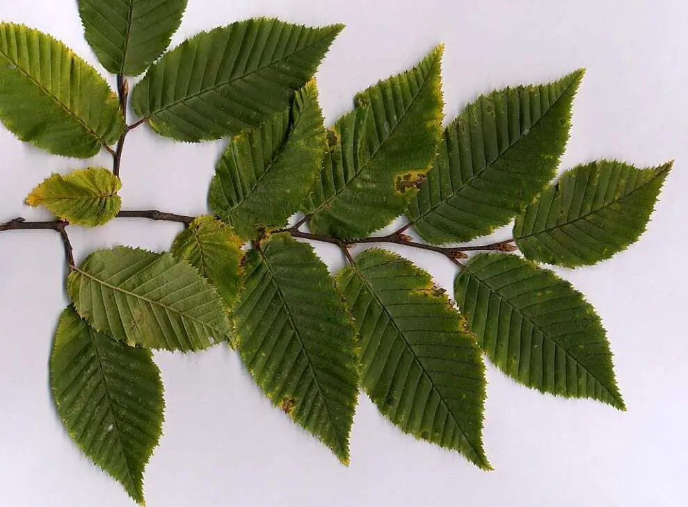 Transition to Feudal Living in 14th Century Impacted Local Ecosystems