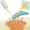 Atomic force microscopy reveals nanoscopic raft dynamics on cell membranes