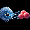 Magnetic nanoparticles reprogram T cells in vivo to eradicate solid tumors