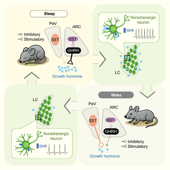 Animal Study Sheds New Light on How Sleep and Growth Hormone Regulation Interact