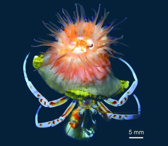New Species of Shell-Forming Sea Anemone Discovered in Japanese Waters