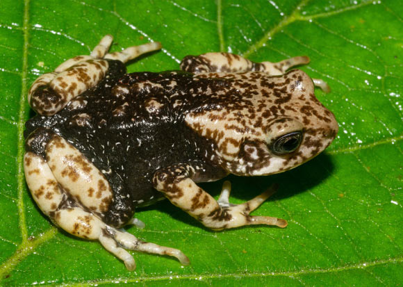 Three New Species of Viviparous Tree Toads Discovered in Tanzania