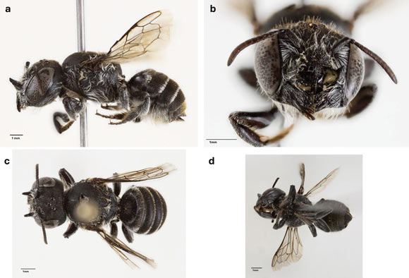 Females of New Australian Native Bee Species Have Pair of Large ‘Horns’