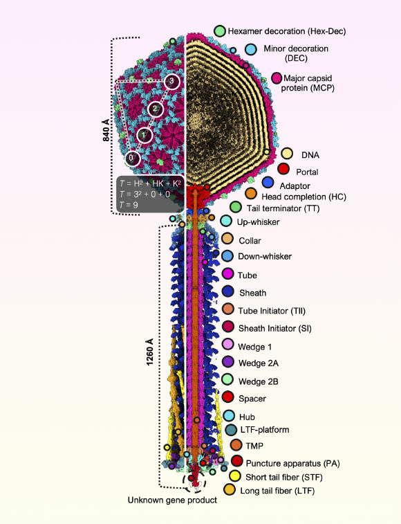 Scientists Explore Structure of Bacteriophage