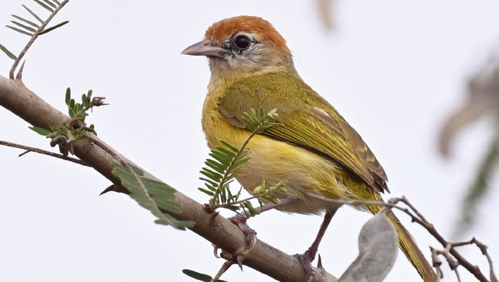 New Songbird Species Discovered in Bolivia