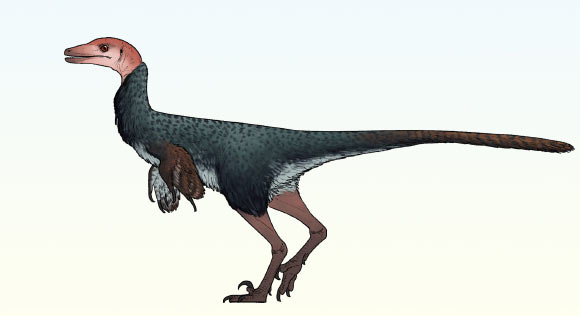 Thick-Skulled Troodontid Dinosaur Unearthed in Mexico