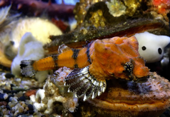 Scientist Finds Built-In Drum in Head of Weird-Looking Fish