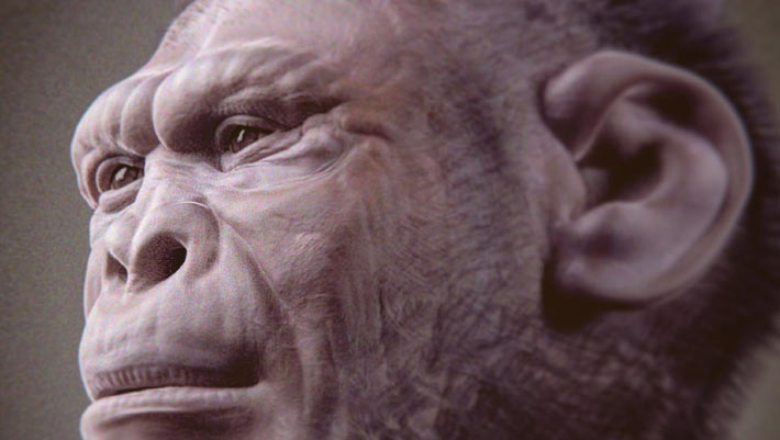 2-Million-Year-Old Skeleton Offers Clearest Look Yet at Homo habilis