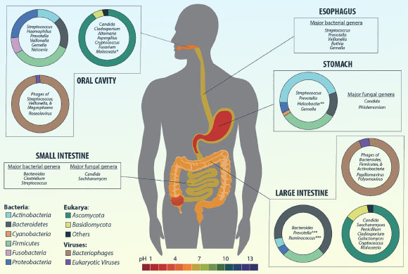 Genes Tie Gut Motility to Surprising Nutrient: Vitamin B1