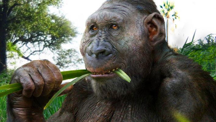 2.6-Million-Year-Old Fossil from Ethiopia Shows Paranthropus Hominins Were Widespread