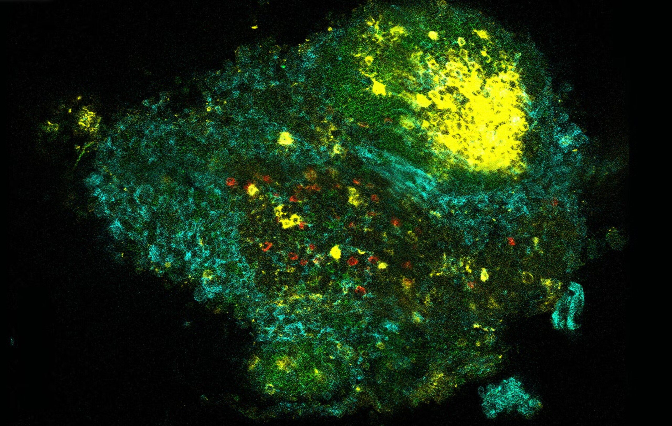 In developing immunity to allergens, a little 'dirty' goes a long way