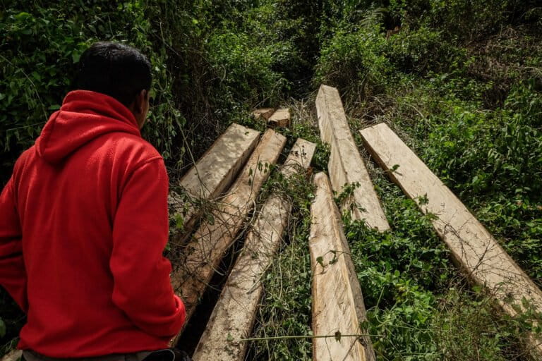 After years of progress, Indonesia risks ‘tragedy’ of a deforestation spike