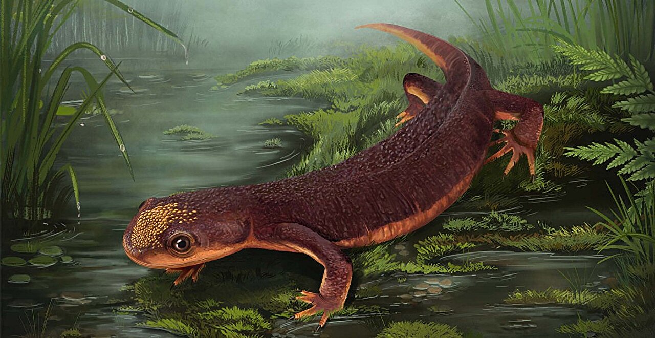 Jurassic amphibian with a projectile tongue named as a new species