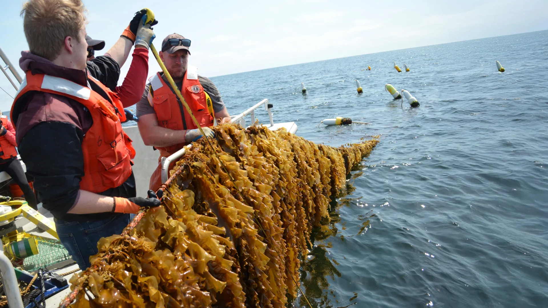 New research uncovers a surprisingly cheap way to farm kelp offshore