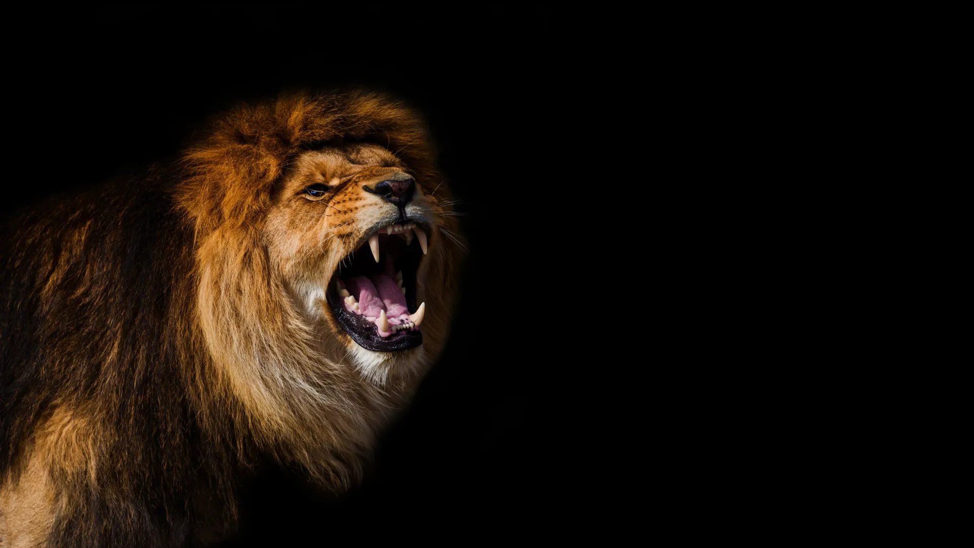AI detects a secret lion roar no one knew existed