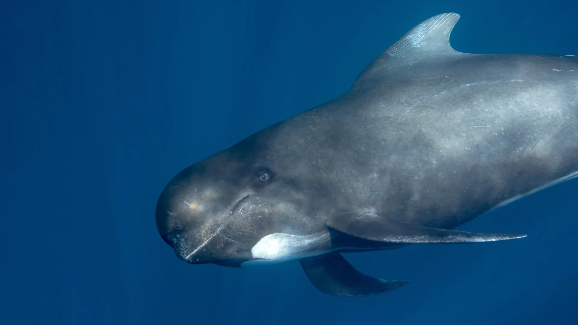 Whales and orcas were carrying viruses no one knew existed