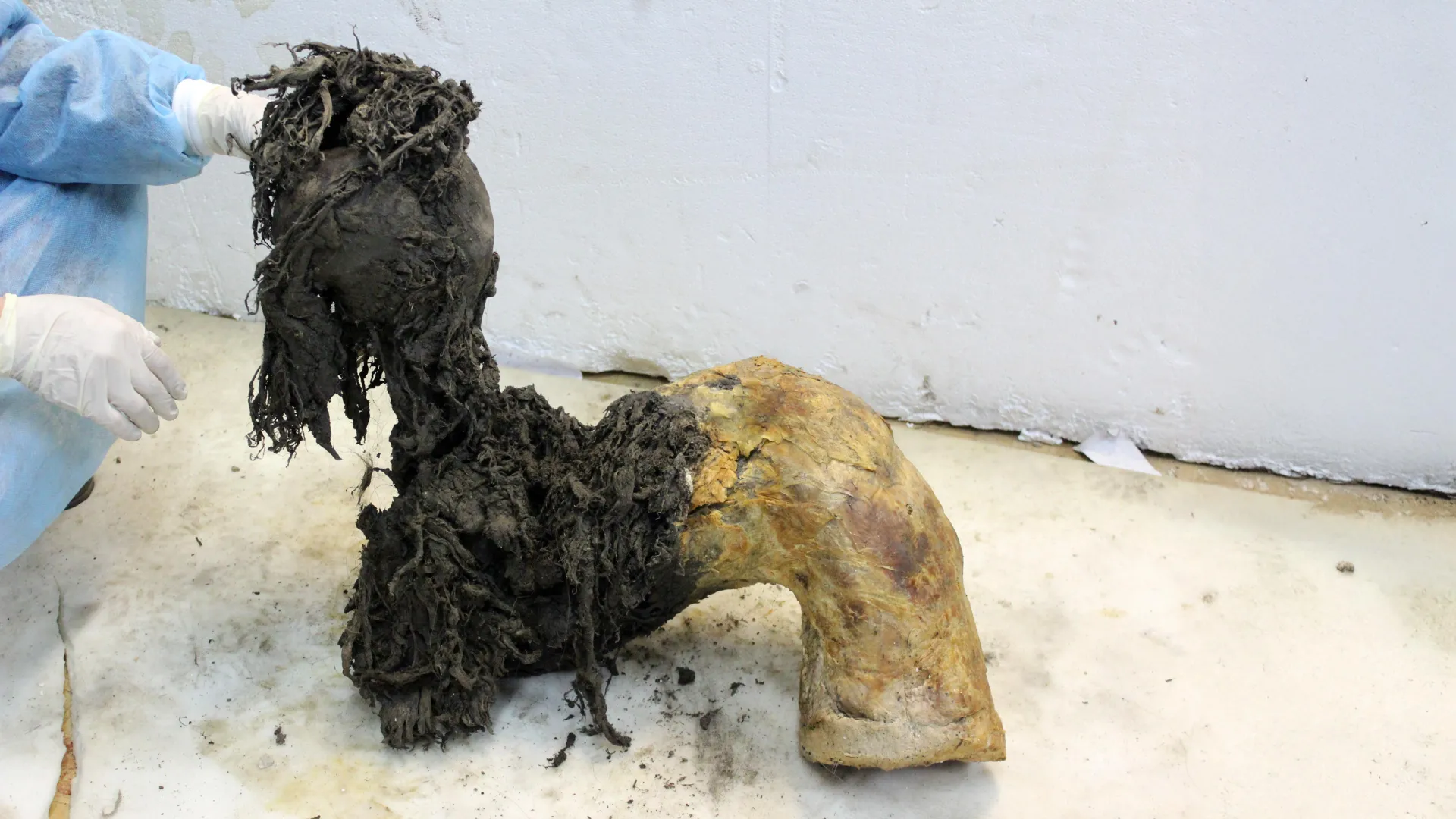 Scientists recover 40,000-year-old mammoth RNA still packed with clues