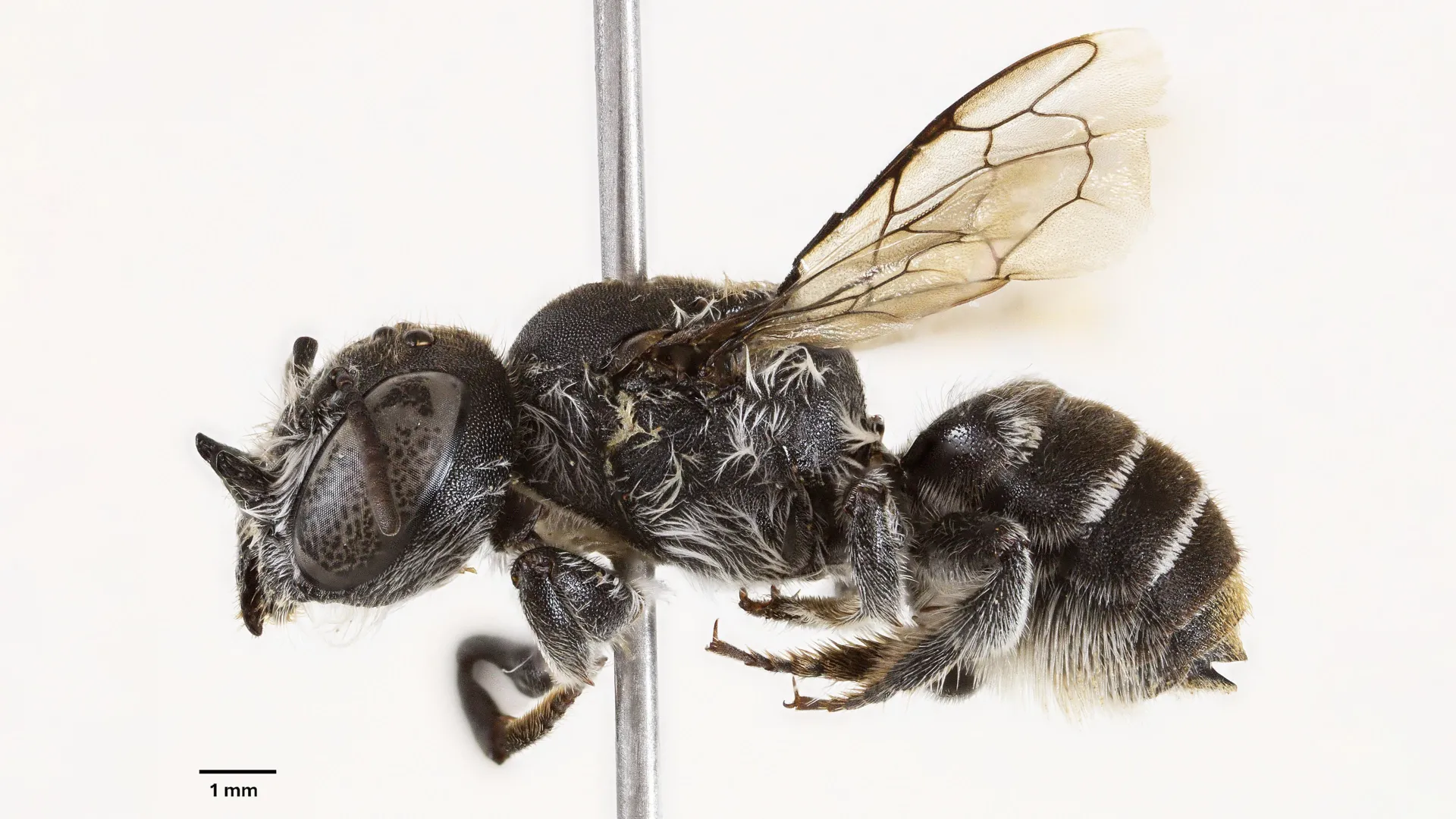 Tiny bee with devil horns discovered in Western Australia