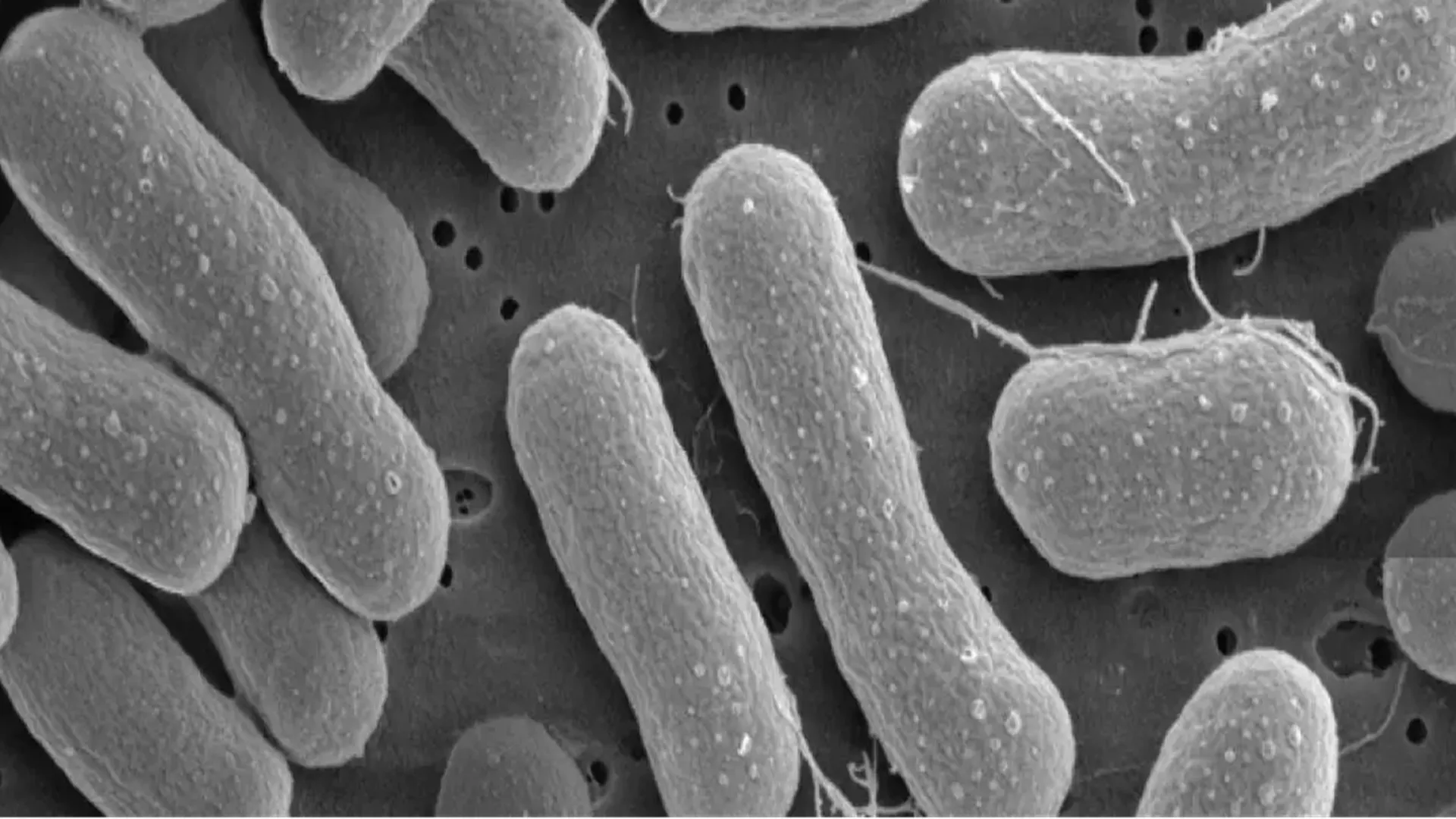 Methane-eating bacteria turn waste gas into valuable materials
