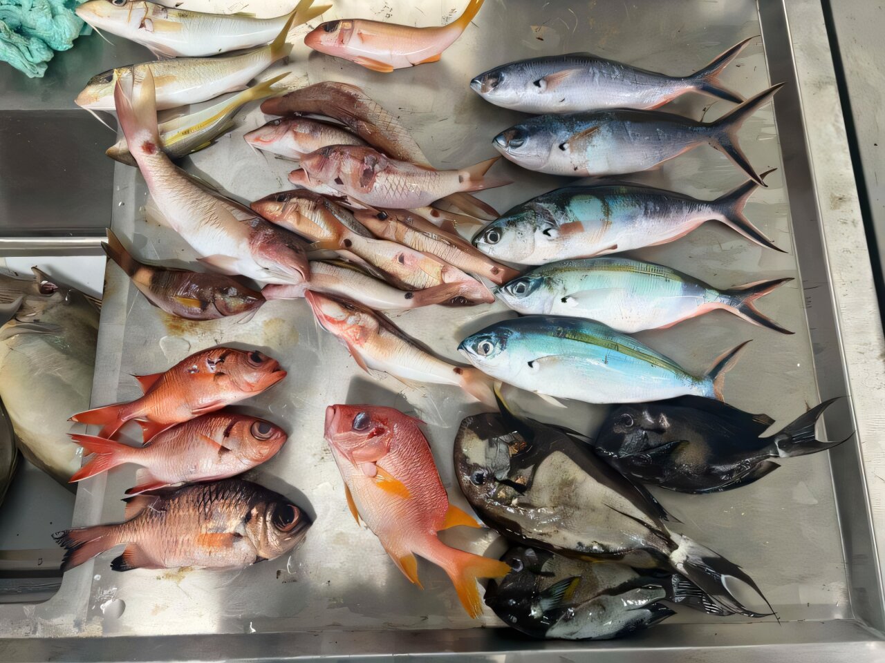 Microplastics found in a third of surveyed fish off the coasts of remote Pacific Islands