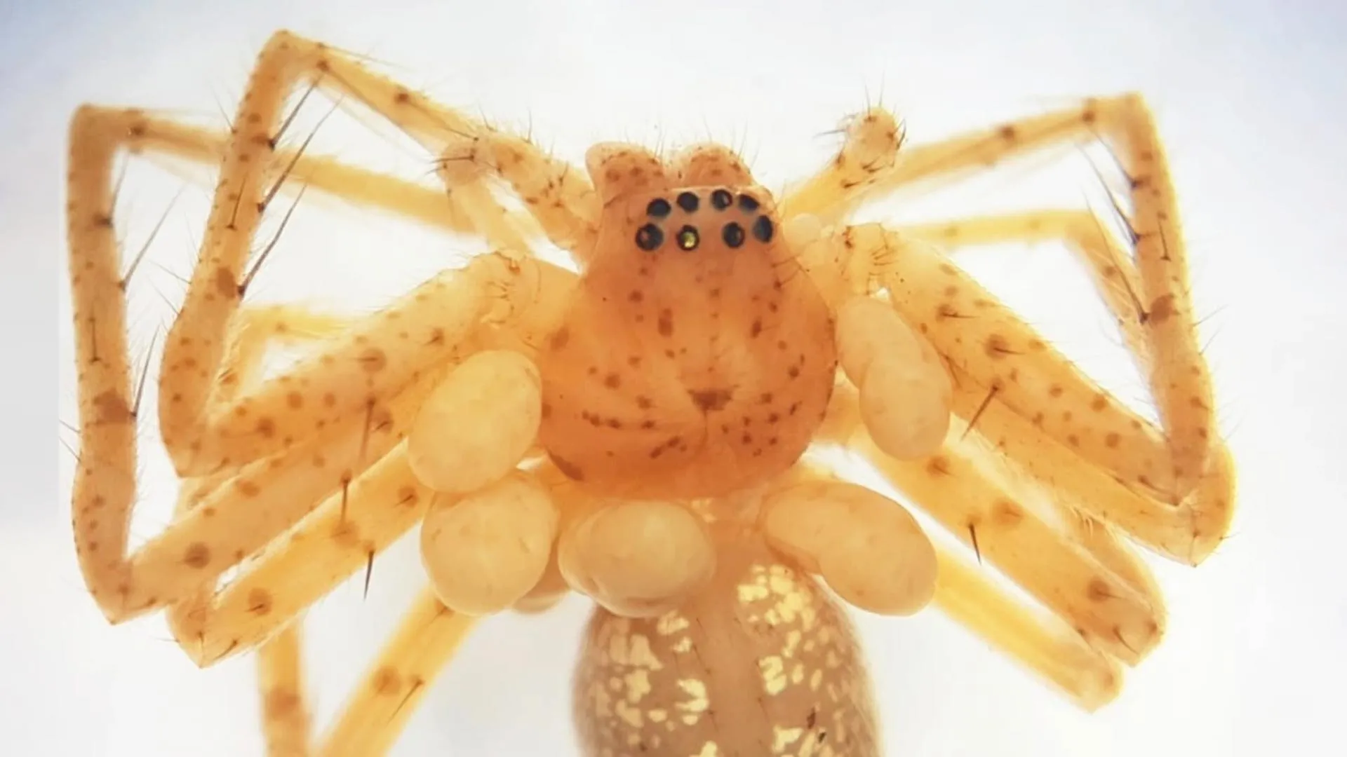 This spider’s “pearl necklace” was living parasites
