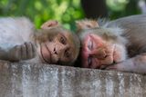 Macaque Monkeys Could Unlock the Brain Secrets Behind Motivation — and Inspire New Mental Health Treatments