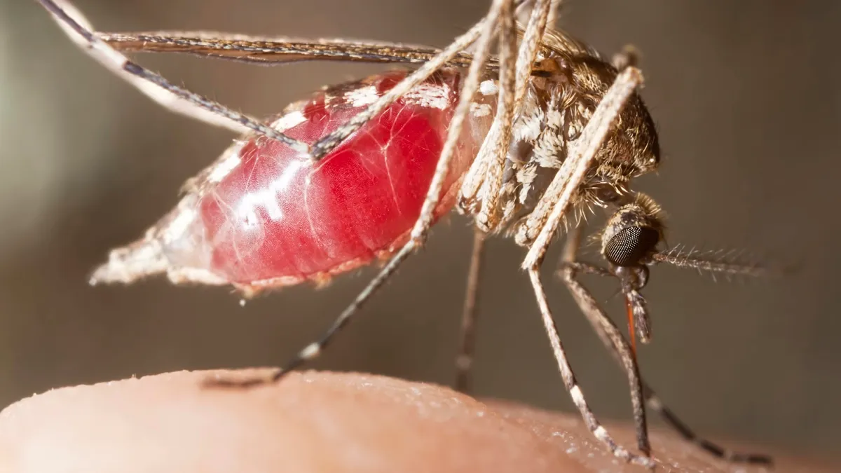 Without forests, mosquitoes turn to human blood