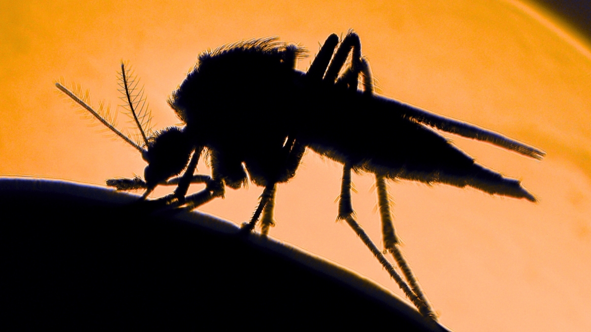 Mosquitoes Really Can Carry Libraries of Animal DNA : ScienceAlert