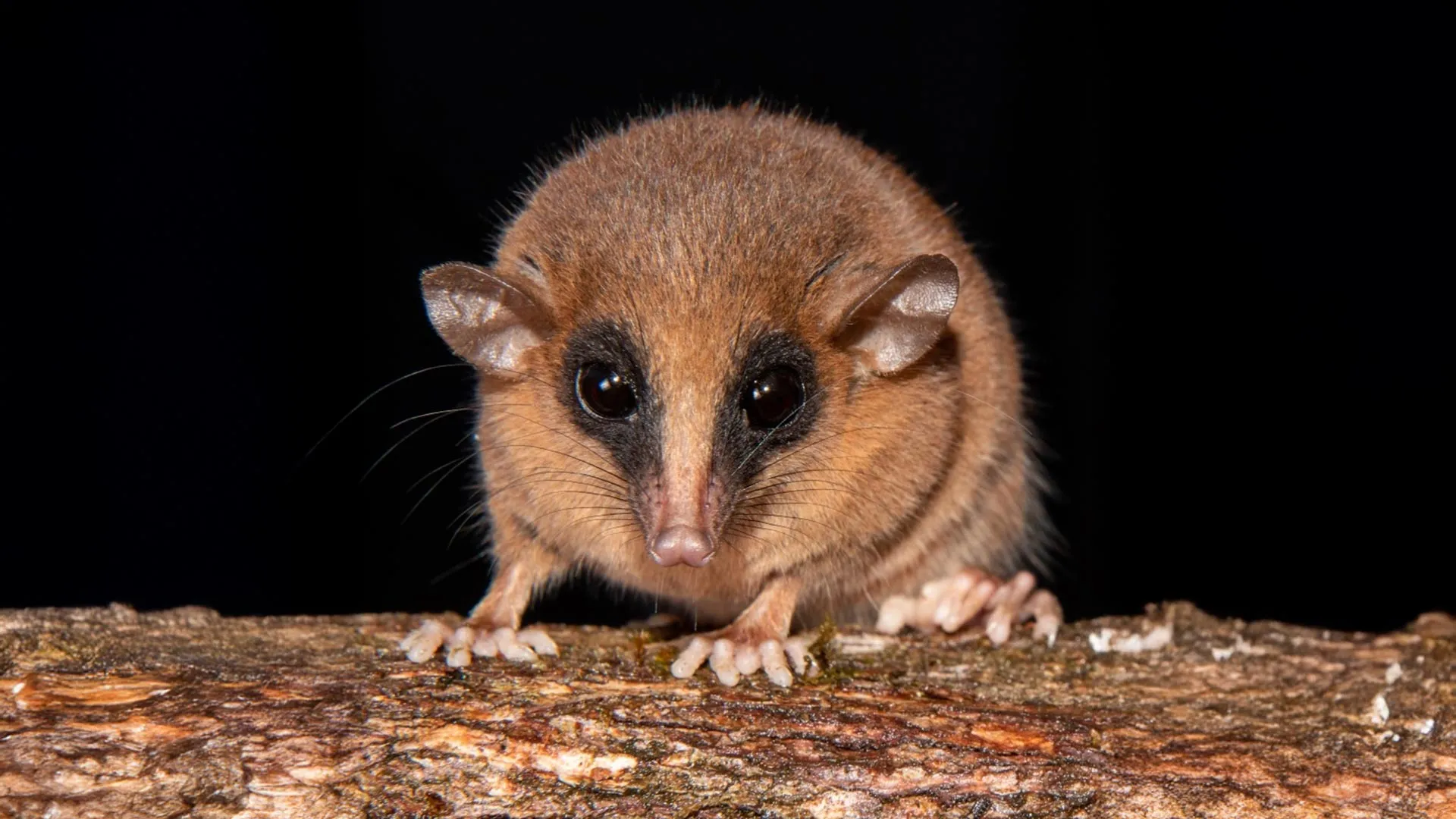 From biting flies to feathered dinosaurs, scientists reveal 70 new species