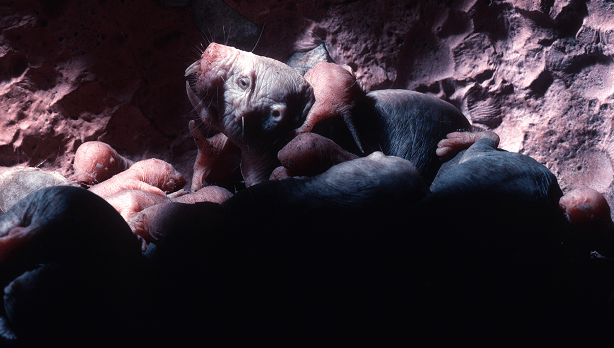 The Naked Mole-Rat: The Only Living Mammal That Is Essentially Cold-Blooded