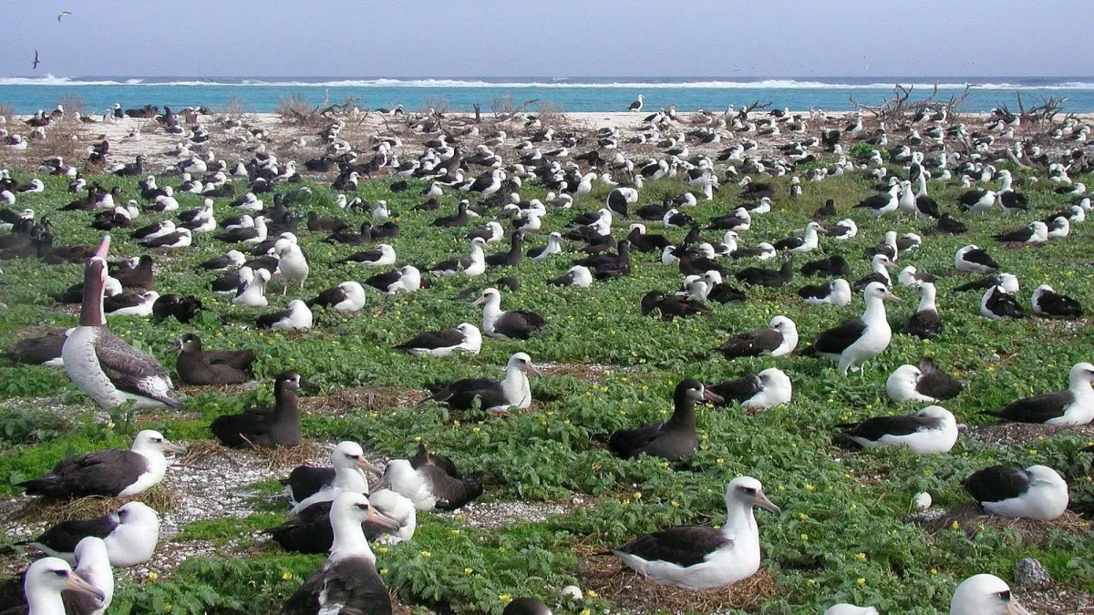 Snowed in? Watch albatrosses nest on a sunny Pacific island instead