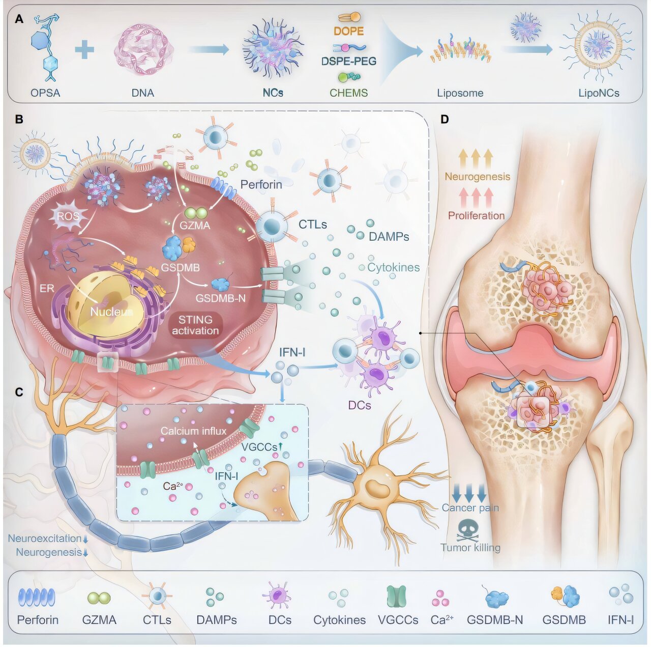 New nanotherapy eases bone metastasis pain by disrupting tumor-nerve crosstalk
