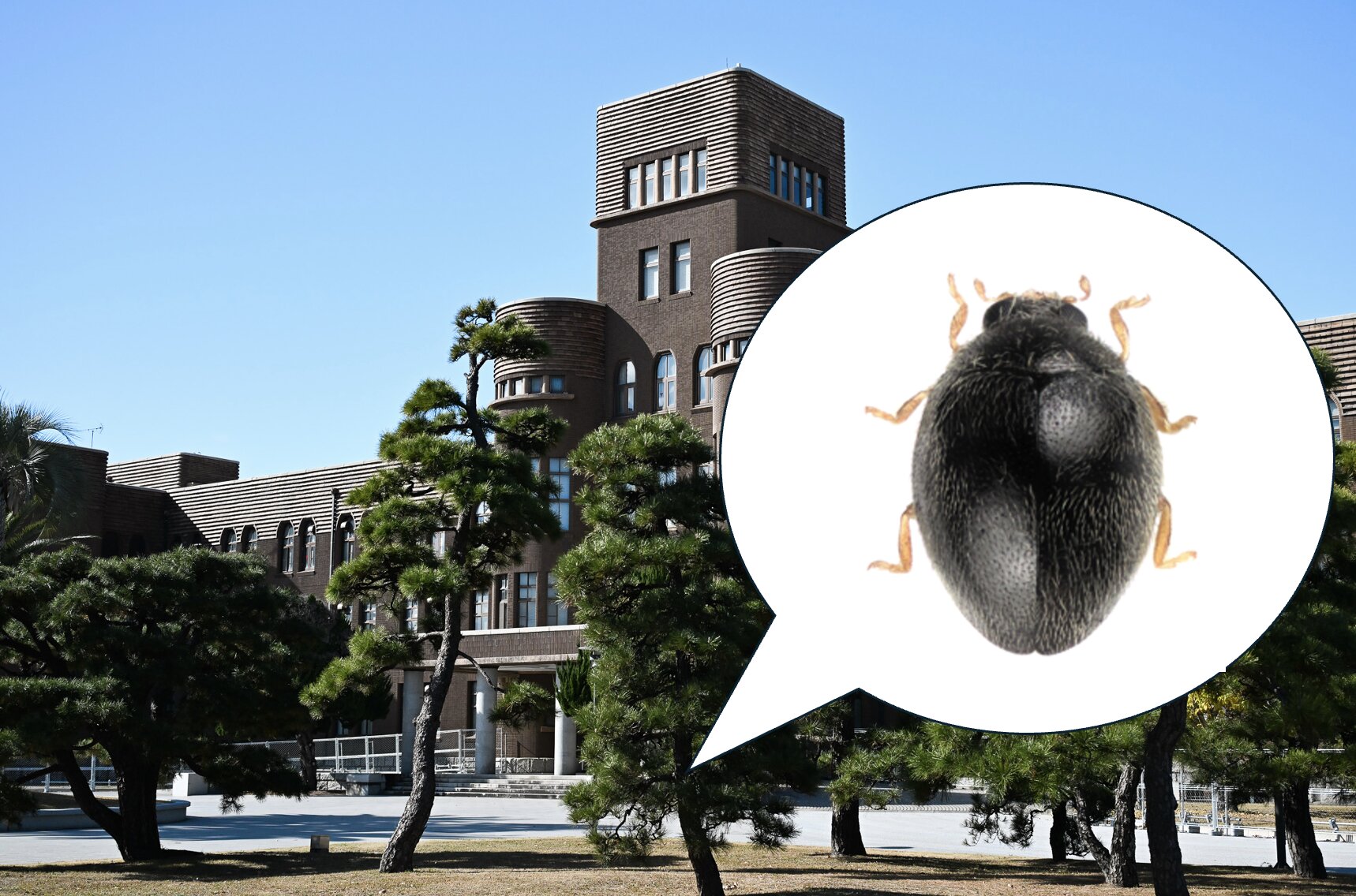 New species of ladybird beetle discovered on university campus in Japan
