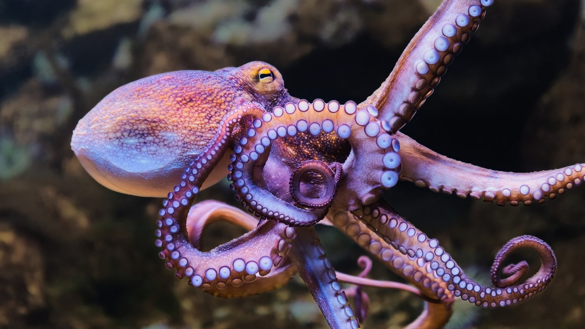 Rare Octopus ‘Bloom’ Struck UK Waters in 2025, And Now We Know Why : ScienceAlert
