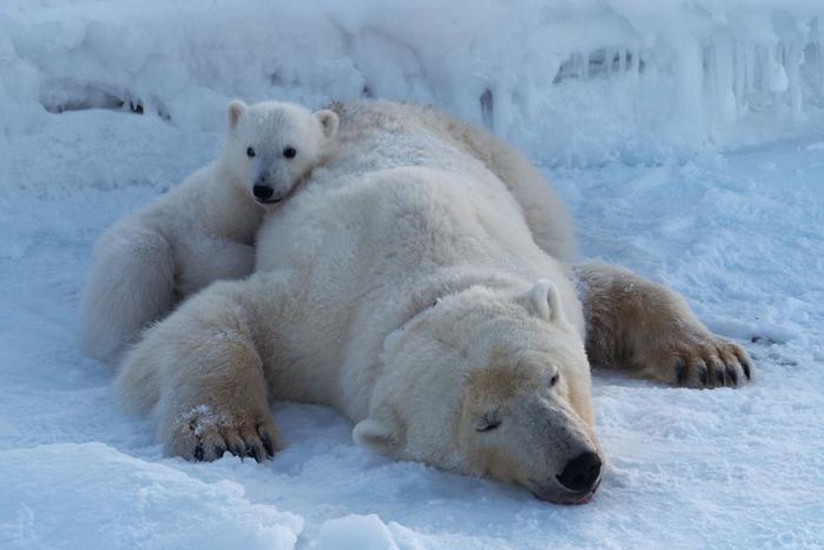 Adult Polar Bears in Svalbard Are Gaining Fat Even as Arctic Sea Ice Shrinks