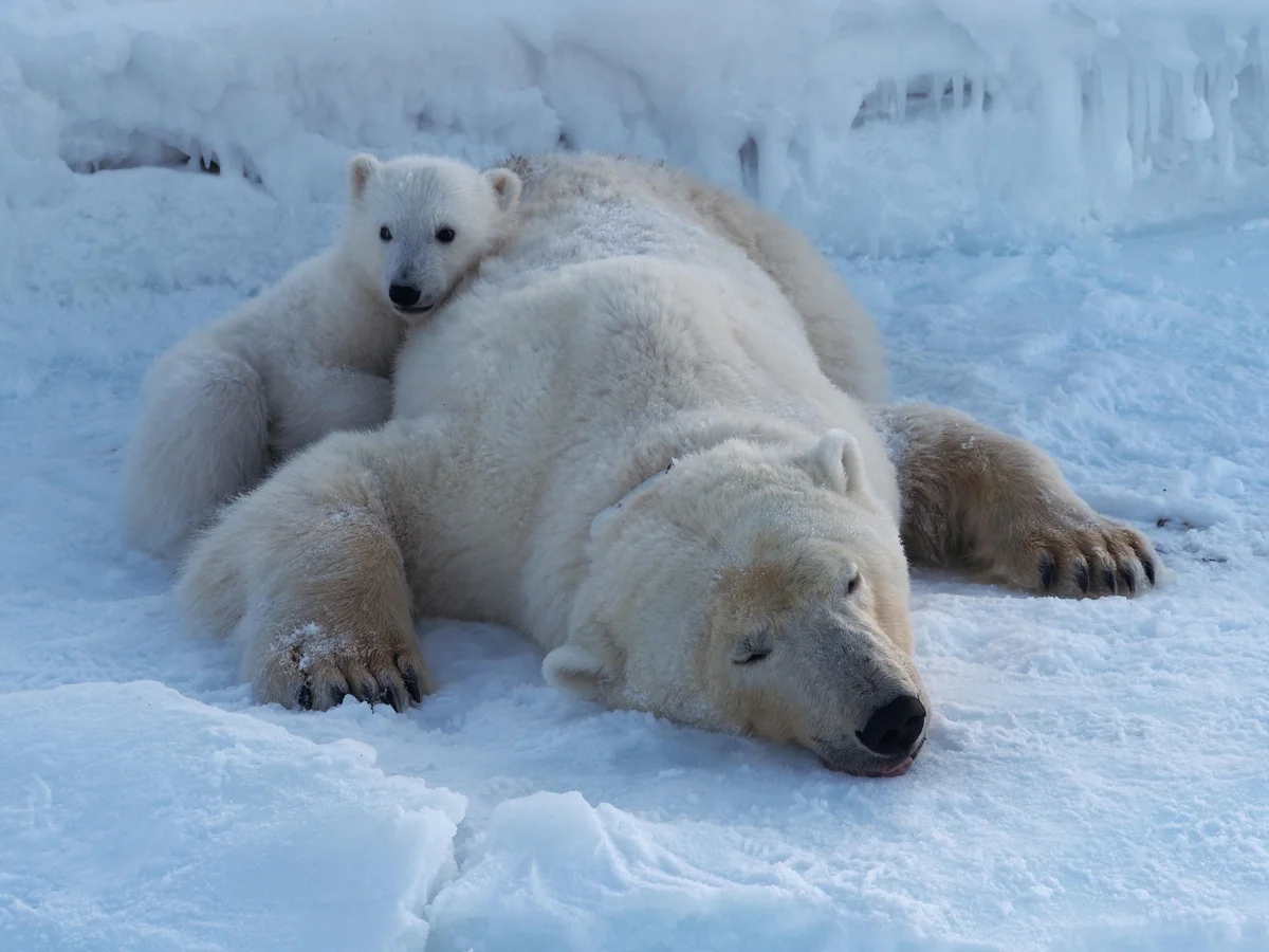 Svalbard’s polar bears are showing remarkable resilience to climate change