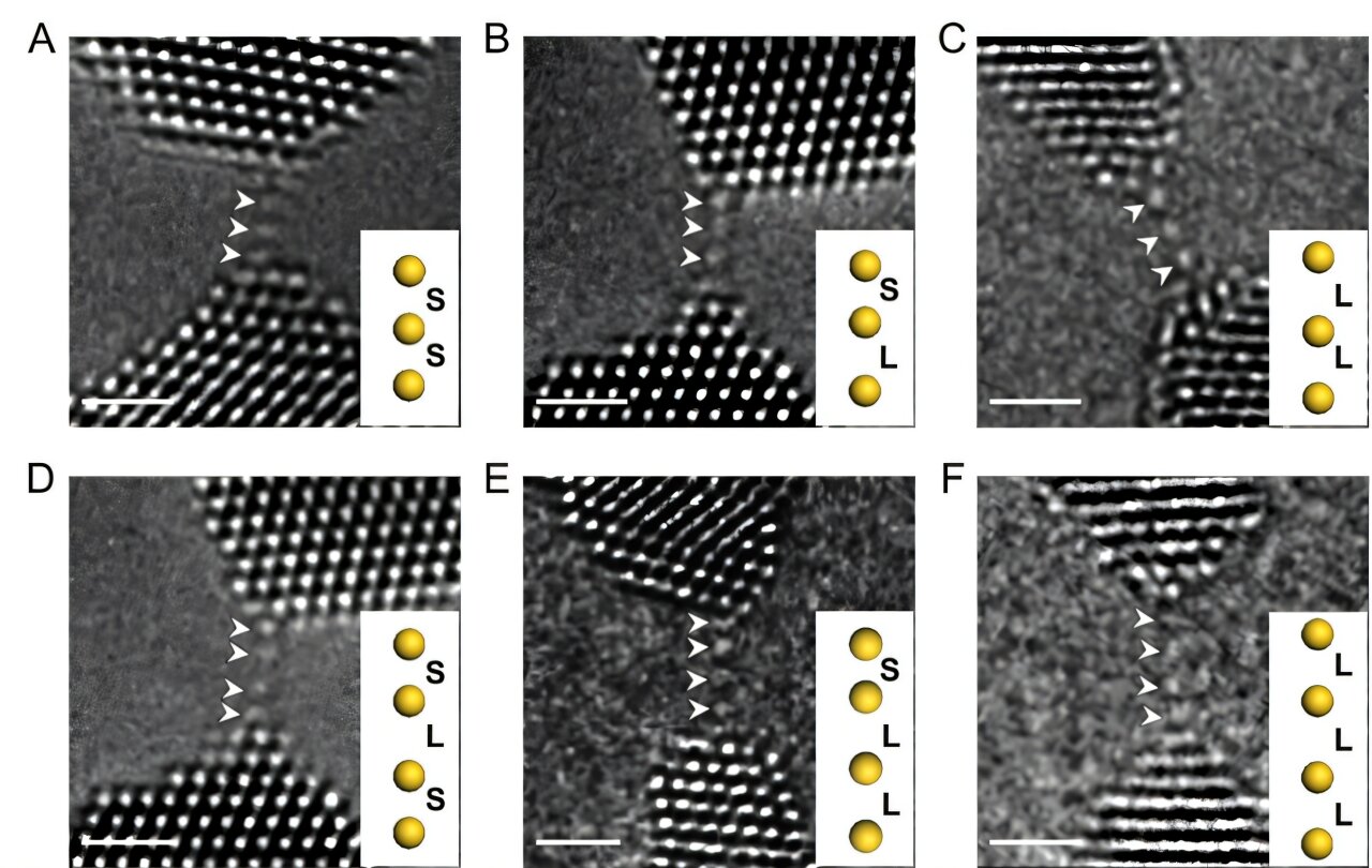 Record stretching of metallic bond reveals quantum conductance in gold atomic chains